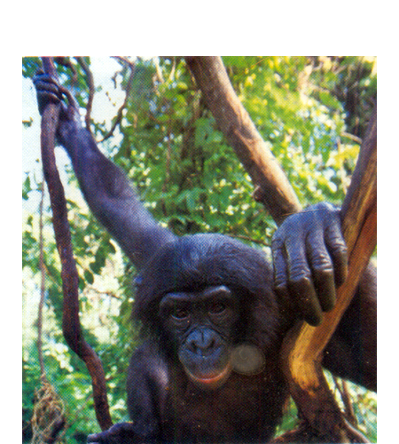 Los bonobos o chimpancés pigmeo se han adaptado a la vida arborícola desarrollando los dedos oponibles para poder agarrarse bien a las ramas,
